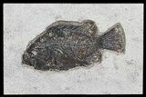 Cockerellites (Priscacara) Fossil Fish - Wyoming #79362-1